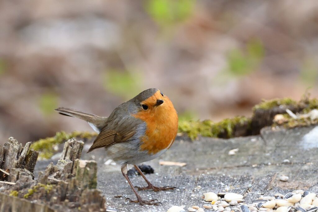 robin, bird, songbird-7922874.jpg